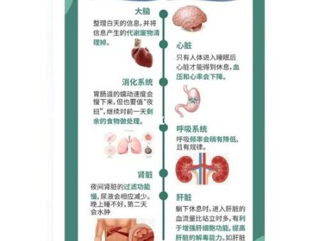 人类为什么要睡眠，高质量睡眠指南？