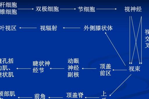 理性的大脑和自由的心脏全，心脏和大脑谁才是老大？