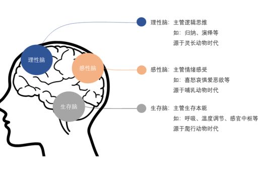 理性的大脑和自由的心脏全,心脏和大脑谁才是老大?